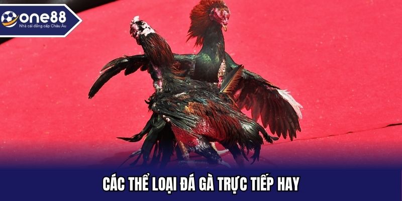 Các thể loại đá gà trực tiếp hay