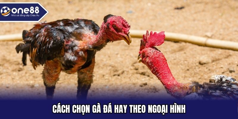 Cách chọn gà đá hay theo ngoại hình