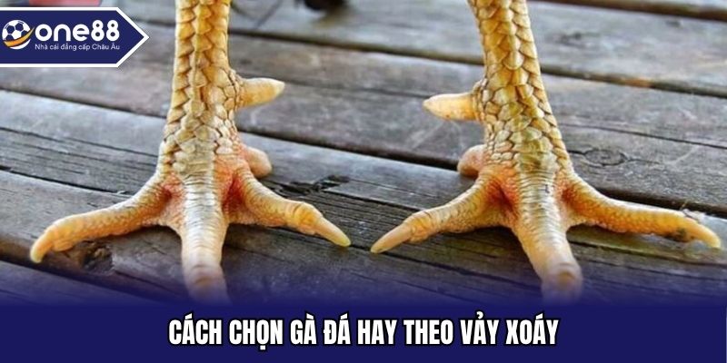 Cách chọn gà đá hay theo vảy xoáy