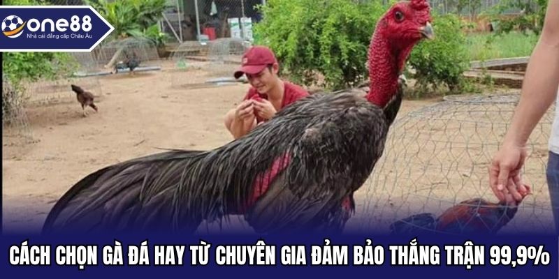 Cách chọn gà đá hay
