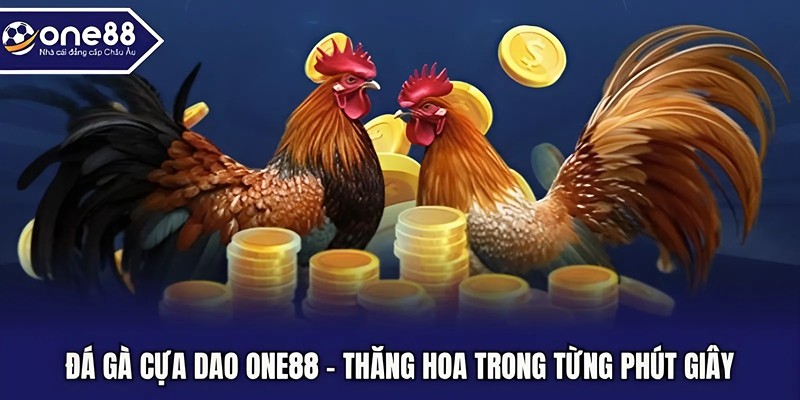 Đá gà cựa dao