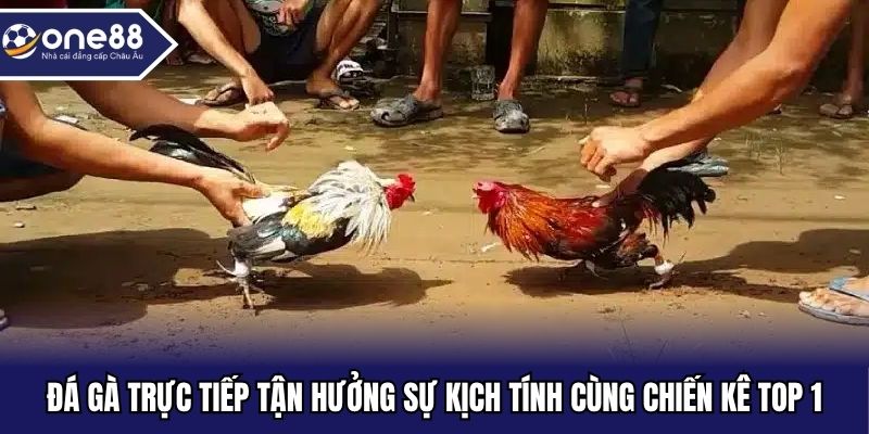 Đá gà trực tiếp