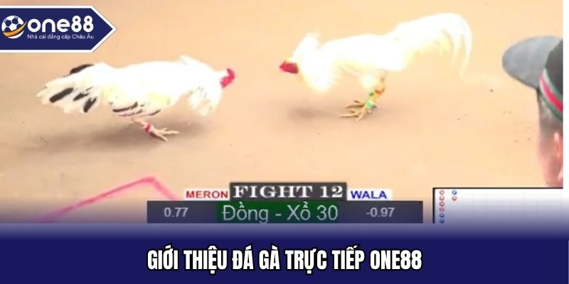 Giới thiệu đá gà trực tiếp ONE88
