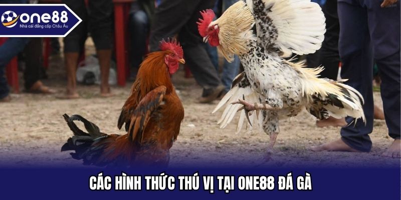 Các hình thức thú vị tại ONE88 đá gà
