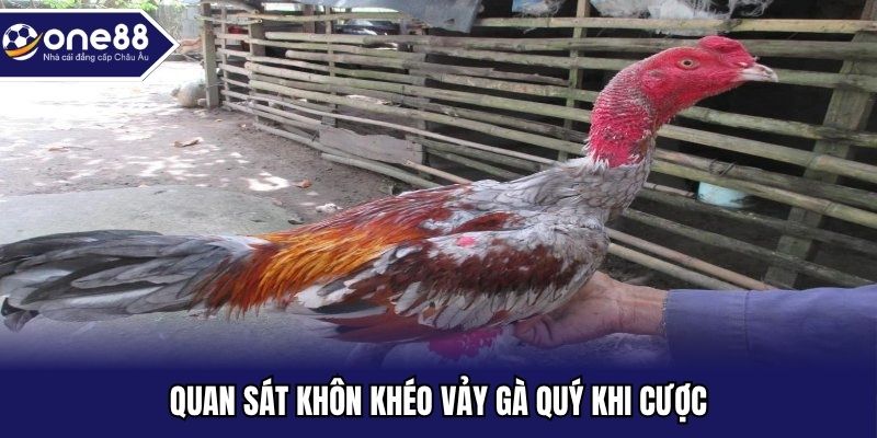 Quan sát khôn khéo vảy gà quý khi cược