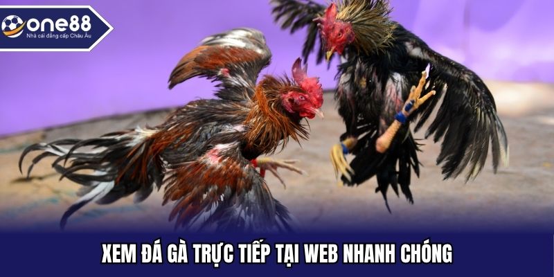Xem đá gà trực tiếp tại web nhanh chóng
